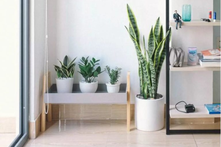 5 melhores plantas para apartamento