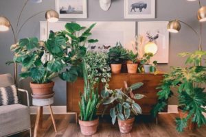 plantas para apartamento